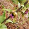 Fotografia 6 da espécie Epipactis tremolsii do Jardim Botânico UTAD