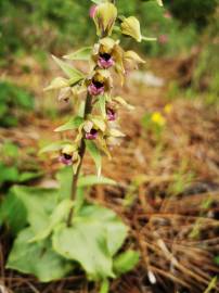 Fotografia da espécie Epipactis tremolsii