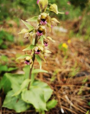 Fotografia 7 da espécie Epipactis tremolsii no Jardim Botânico UTAD