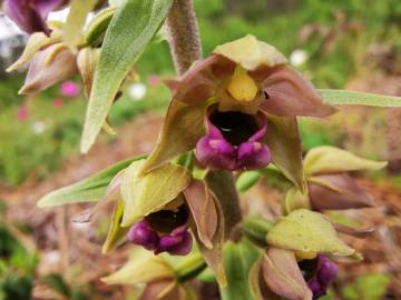 Fotografia da espécie Epipactis tremolsii