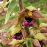 Fotografia 8 da espécie Epipactis tremolsii do Jardim Botânico UTAD