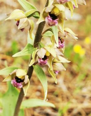 Fotografia 9 da espécie Epipactis tremolsii no Jardim Botânico UTAD