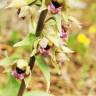 Fotografia 9 da espécie Epipactis tremolsii do Jardim Botânico UTAD