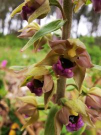 Fotografia da espécie Epipactis tremolsii