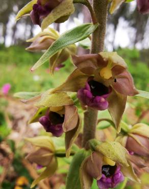 Fotografia 10 da espécie Epipactis tremolsii no Jardim Botânico UTAD