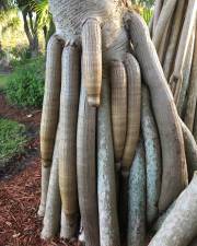 Fotografia da espécie Pandanus utilis