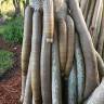 Fotografia 1 da espécie Pandanus utilis do Jardim Botânico UTAD