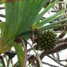 Fotografia 5 da espécie Pandanus utilis do Jardim Botânico UTAD