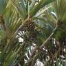 Fotografia 7 da espécie Pandanus utilis do Jardim Botânico UTAD