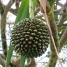 Fotografia 8 da espécie Pandanus utilis do Jardim Botânico UTAD