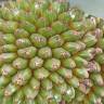 Fotografia 9 da espécie Pandanus utilis do Jardim Botânico UTAD