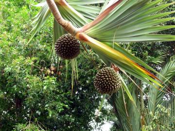 Fotografia da espécie Pandanus utilis
