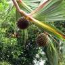 Fotografia 10 da espécie Pandanus utilis do Jardim Botânico UTAD