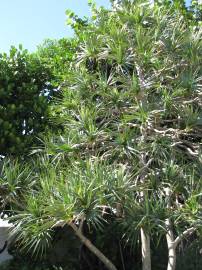 Fotografia da espécie Pandanus utilis