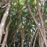 Fotografia 12 da espécie Pandanus utilis do Jardim Botânico UTAD