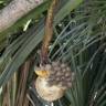 Fotografia 13 da espécie Pandanus utilis do Jardim Botânico UTAD