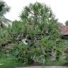 Fotografia 14 da espécie Pandanus utilis do Jardim Botânico UTAD