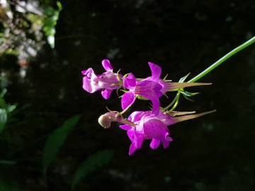 Fotografia da espécie Linaria triornithophora