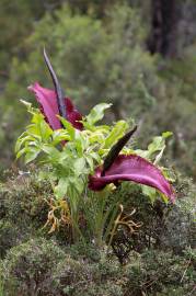 Fotografia da espécie Dracunculus vulgaris