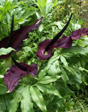 Fotografia 12 da espécie Dracunculus vulgaris no Jardim Botânico UTAD