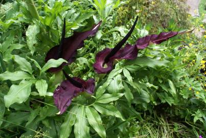 Fotografia da espécie Dracunculus vulgaris