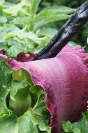 Fotografia da espécie Dracunculus vulgaris