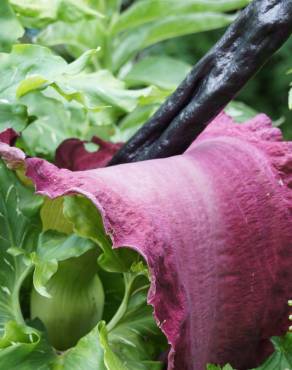 Fotografia 13 da espécie Dracunculus vulgaris no Jardim Botânico UTAD