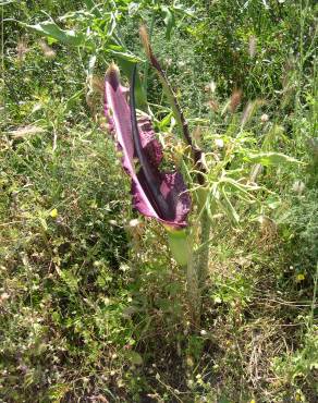 Fotografia 14 da espécie Dracunculus vulgaris no Jardim Botânico UTAD