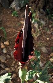 Fotografia da espécie Dracunculus vulgaris