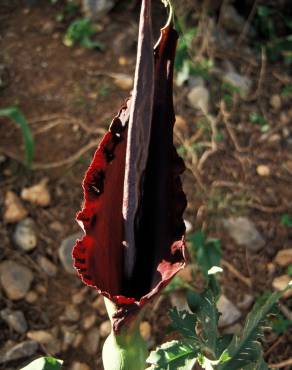 Fotografia 15 da espécie Dracunculus vulgaris no Jardim Botânico UTAD