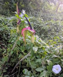 Fotografia da espécie Dracunculus vulgaris