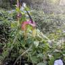 Fotografia 16 da espécie Dracunculus vulgaris do Jardim Botânico UTAD