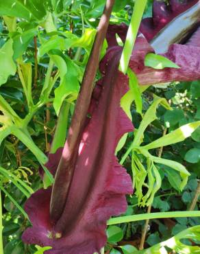 Fotografia 19 da espécie Dracunculus vulgaris no Jardim Botânico UTAD