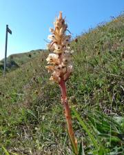 Fotografia da espécie Orobanche artemisiae-campestris