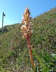 Orobanche artemisiae-campestris