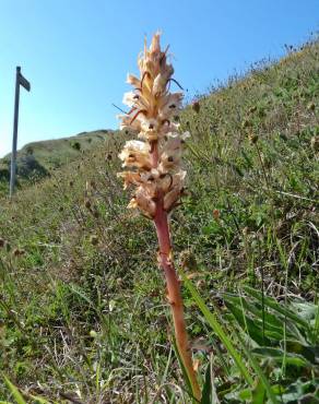 Fotografia 1 da espécie Orobanche artemisiae-campestris no Jardim Botânico UTAD