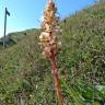 Fotografia 1 da espécie Orobanche artemisiae-campestris do Jardim Botânico UTAD