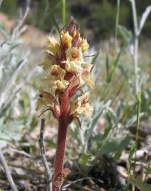 Fotografia da espécie Orobanche artemisiae-campestris