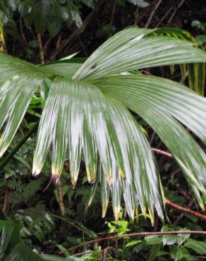Fotografia 3 da espécie Carludovica palmata no Jardim Botânico UTAD