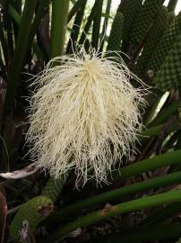 Fotografia da espécie Carludovica palmata