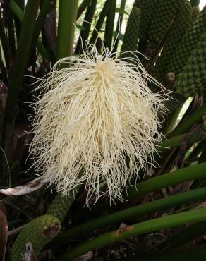 Fotografia 6 da espécie Carludovica palmata no Jardim Botânico UTAD