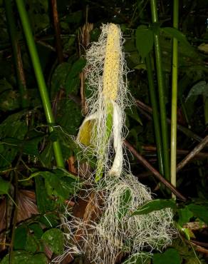 Fotografia 14 da espécie Carludovica palmata no Jardim Botânico UTAD