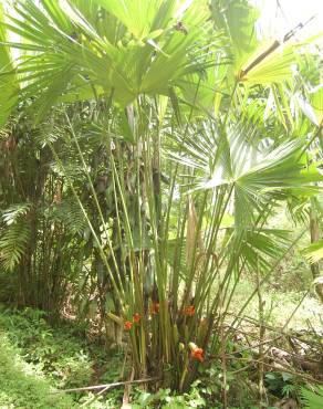 Fotografia 15 da espécie Carludovica palmata no Jardim Botânico UTAD