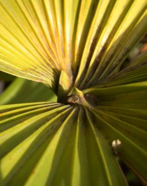 Fotografia 19 da espécie Carludovica palmata no Jardim Botânico UTAD