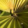 Fotografia 19 da espécie Carludovica palmata do Jardim Botânico UTAD