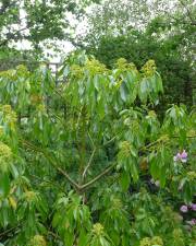 Fotografia da espécie Trochodendron aralioides