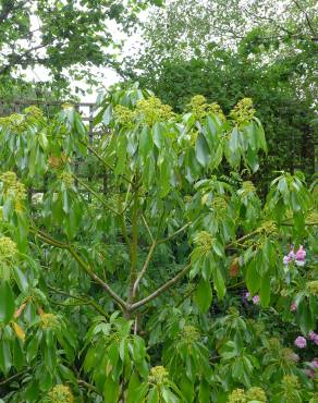 Fotografia 1 da espécie Trochodendron aralioides no Jardim Botânico UTAD