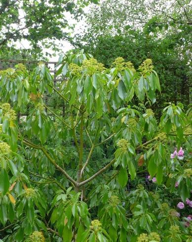 Fotografia de capa Trochodendron aralioides - do Jardim Botânico