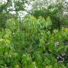 Fotografia 1 da espécie Trochodendron aralioides do Jardim Botânico UTAD