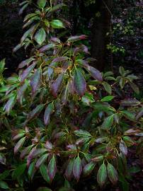 Fotografia da espécie Trochodendron aralioides